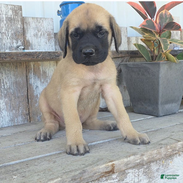 English Mastiff dogs Benjo - Ad 1