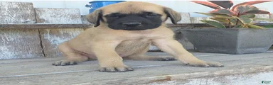 Benjo