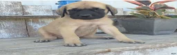 English Mastiff dogs for sale: Benjo - Ad 1