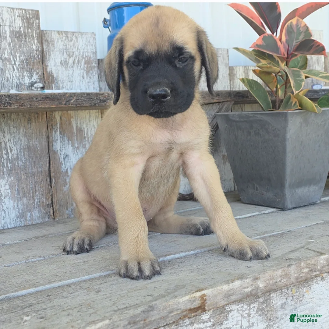 English Mastiff dogs for sale: Benjo - Ad 1
