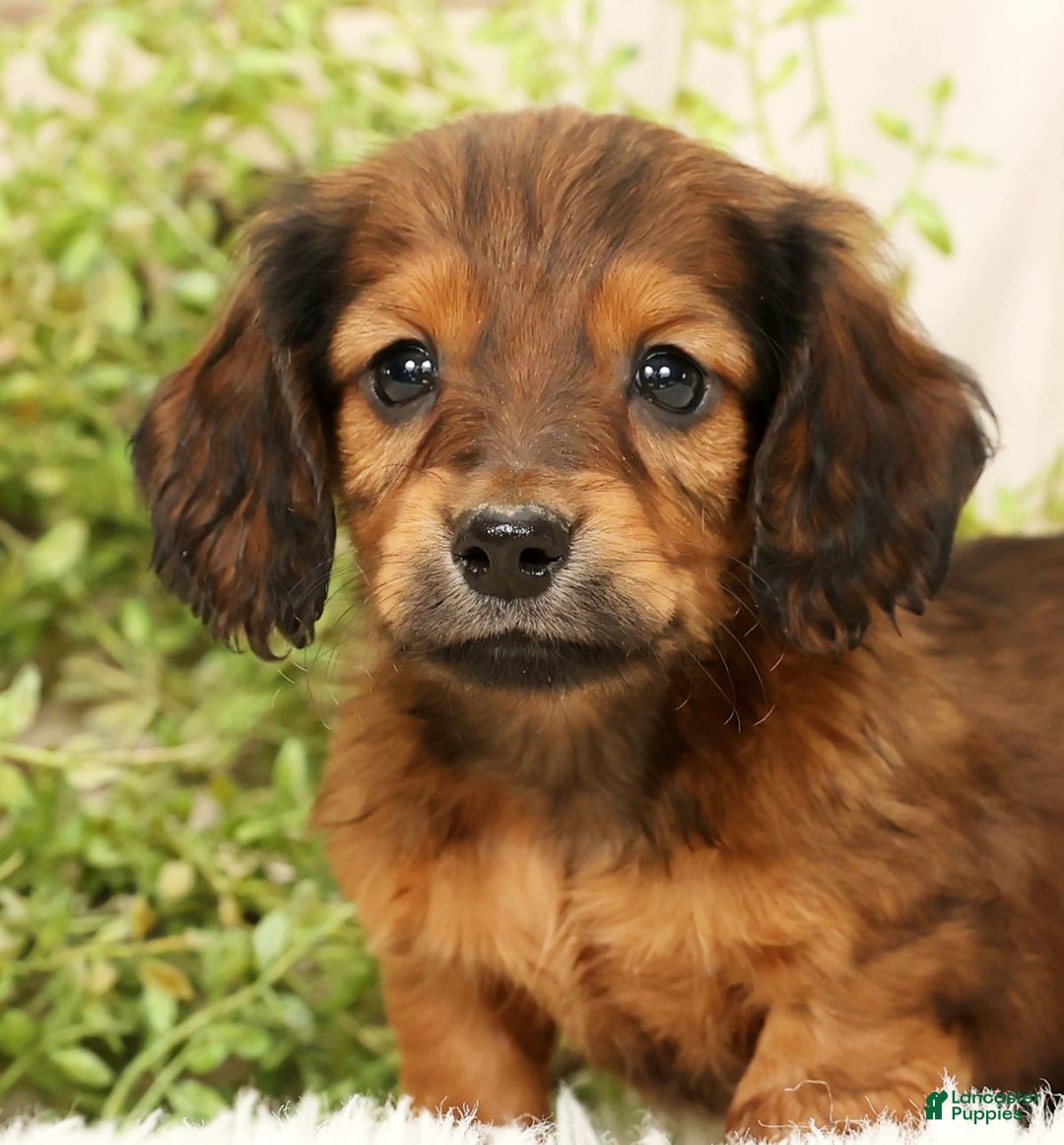 Miniature Dachshund dogs for sale: Teddy - Ad 9