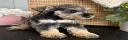 Miniature Schnauzer dogs for sale: Molly - Ad 8