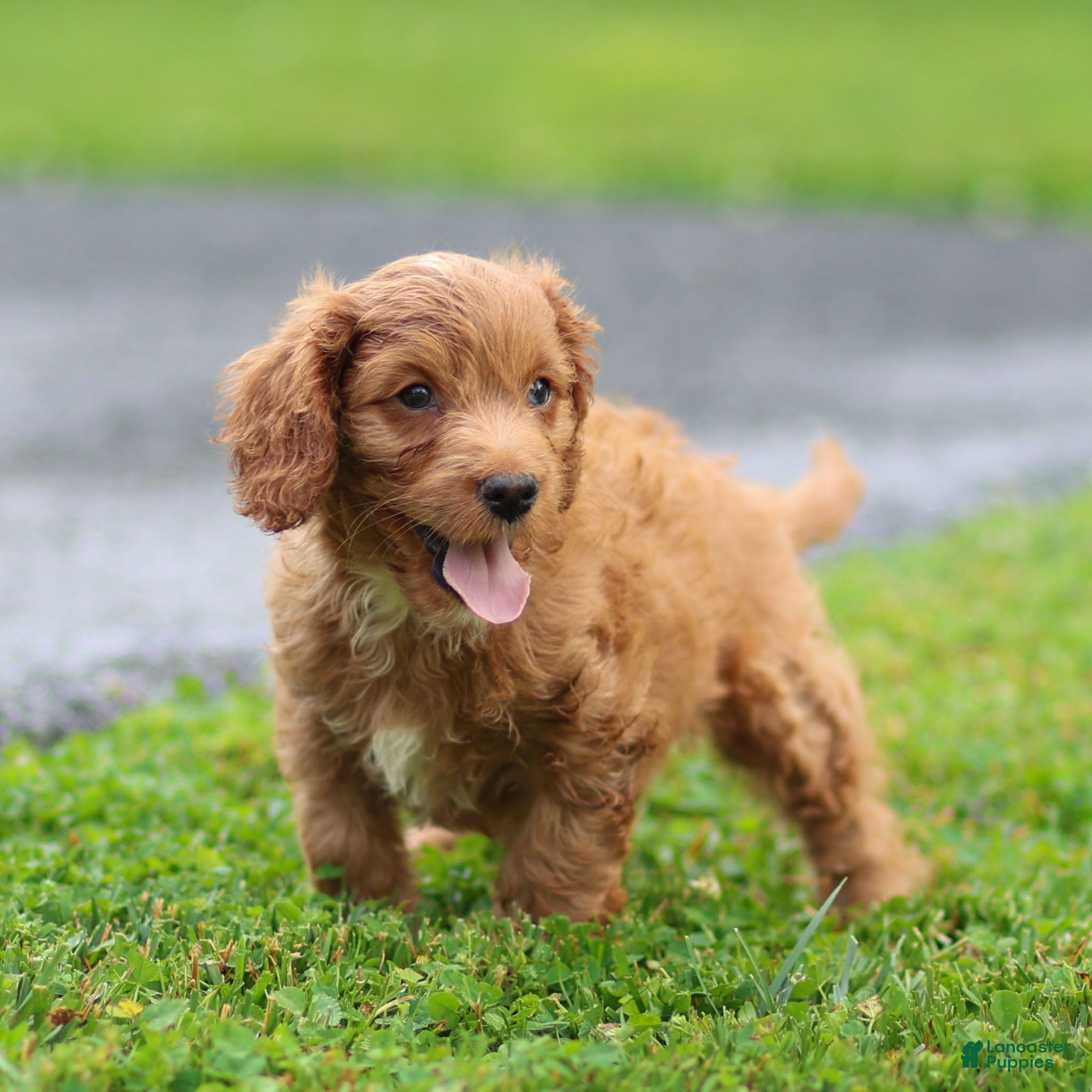 Cavalier King Charles Spaniel dogs Violet Cavalier King Charles Spaniel  - Ad 1