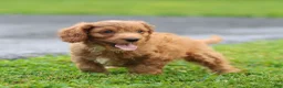 Cavalier King Charles Spaniel dogs for sale: Violet Cavalier King Charles Spaniel  - Ad 15