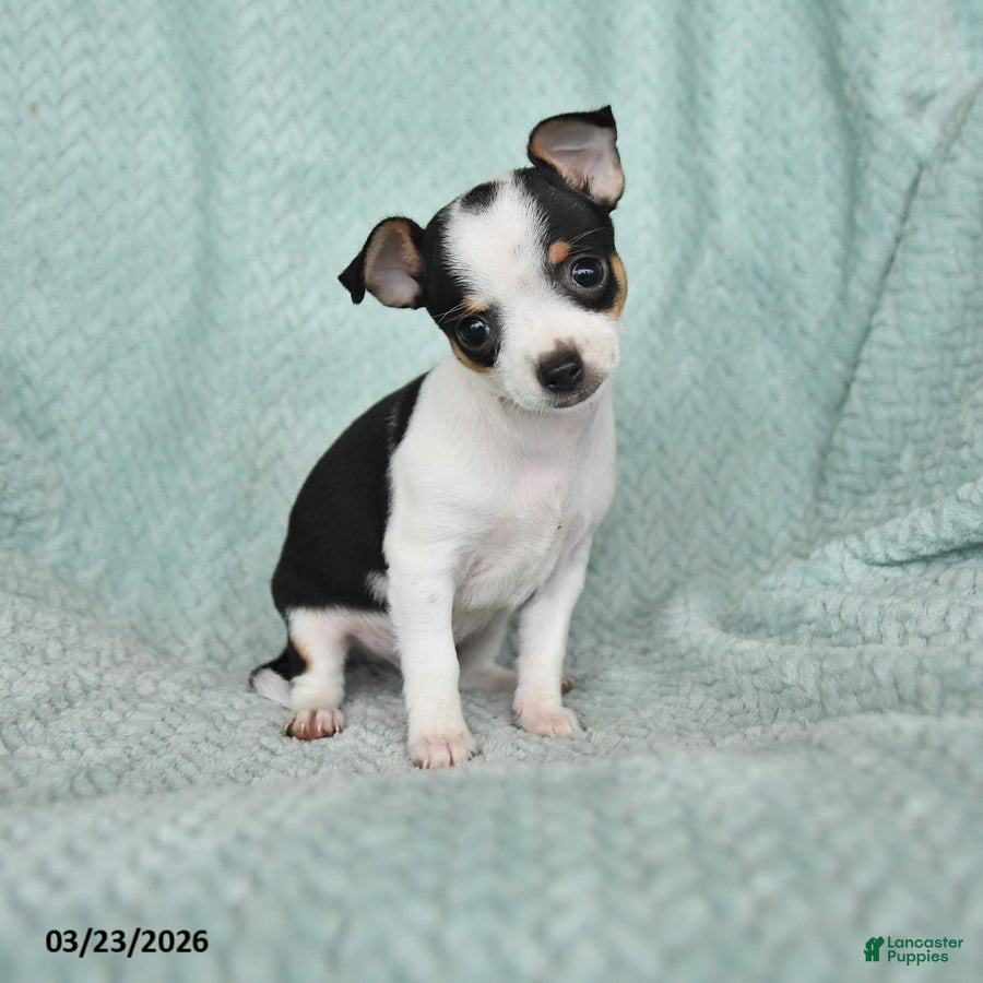 Chihuahua dogs Eddie - Ad 1