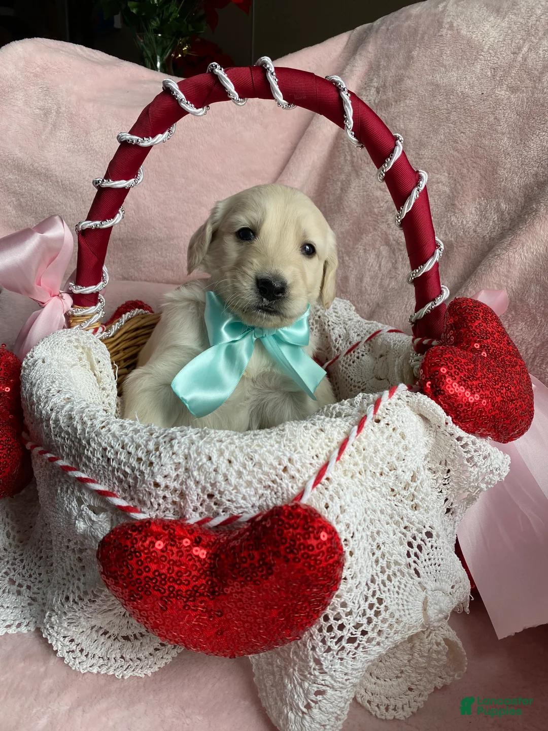 Mixed Breed dogs for sale: Biscuit  - Ad 3