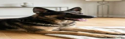 German Shepherd dogs for sale: German Shepherd Puppy 1 - Ad 7