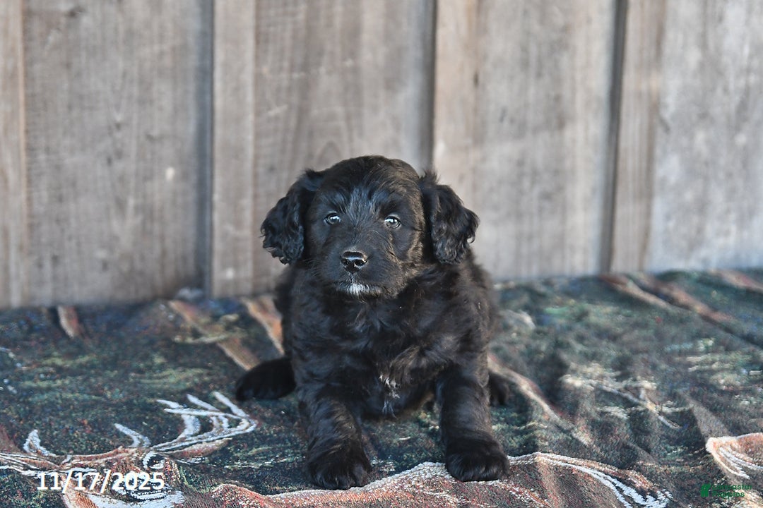 Mixed Breed dogs for sale: Midnight - Ad 2
