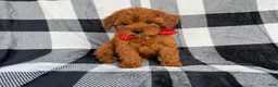Cavapoo dogs for sale: Bruno - Ad 4