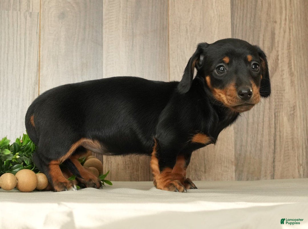 Miniature Dachshund dogs for sale: Finley - Ad 5