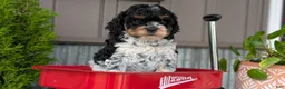 Cockapoo dogs for sale: Bandit - Ad 5