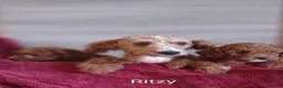 Miniature Poodle dogs for sale: Miniature Poodle Puppy 2 - Ad 14
