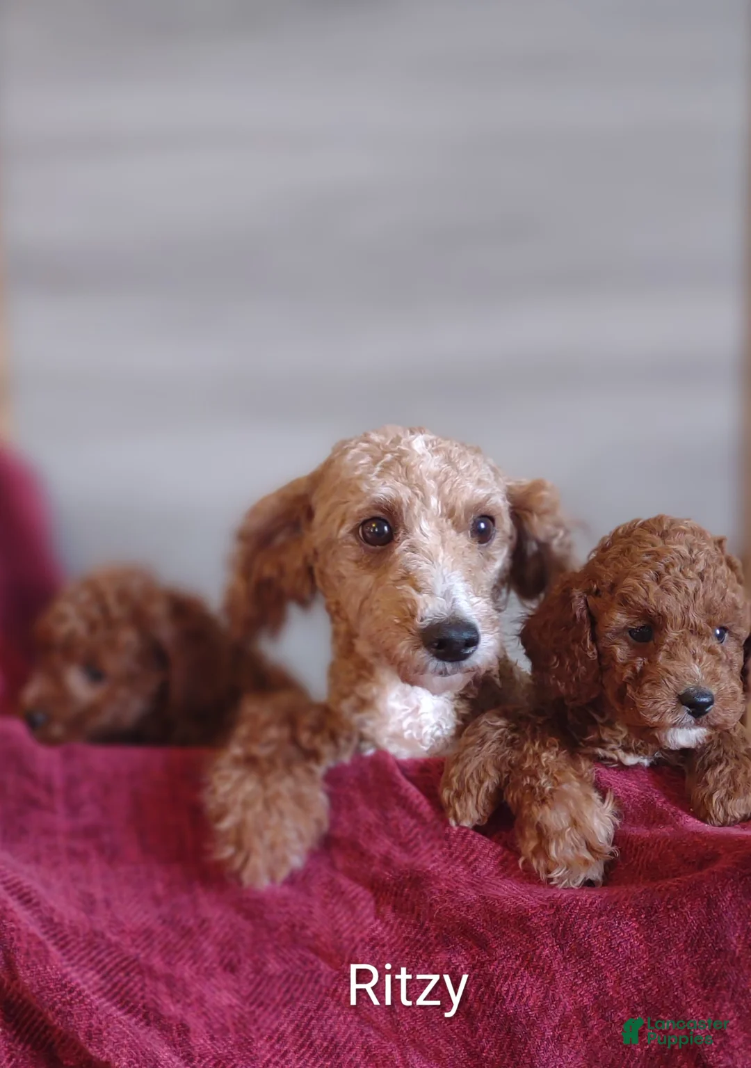 Miniature Poodle dogs for sale: Miniature Poodle Puppy 2 - Ad 14