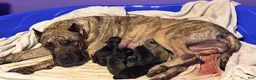 Presa Canario dogs for sale: Presa Canario 3 - Ad 5