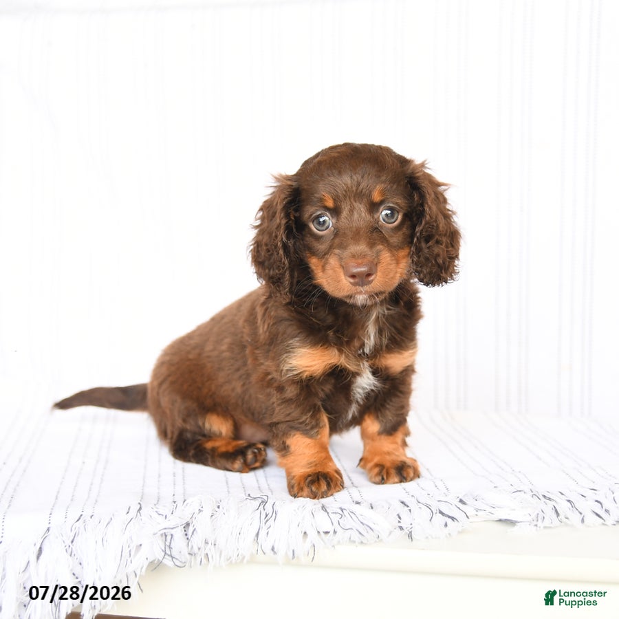 Miniature Dachshund dogs Bailey - Ad 1