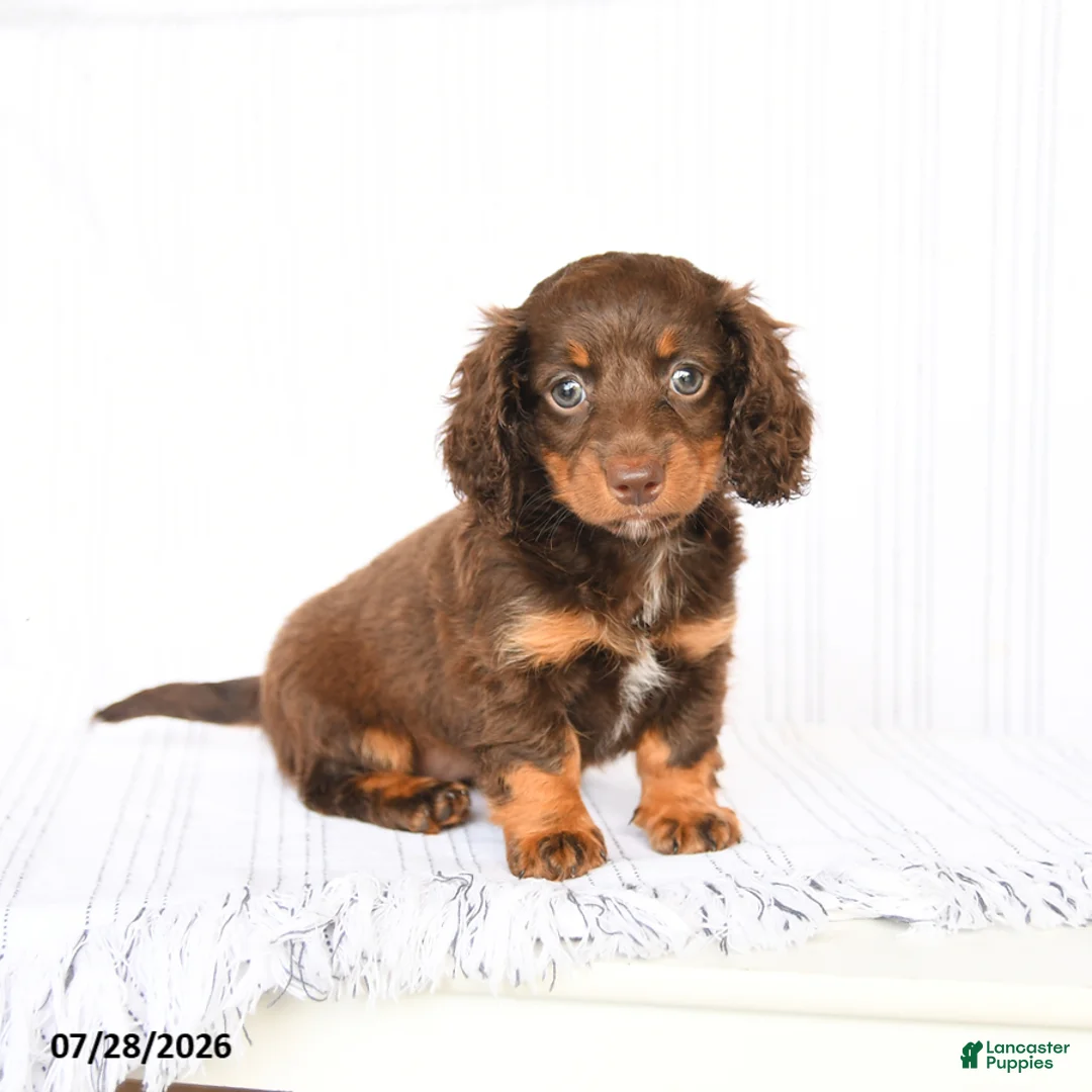 Miniature Dachshund dogs for sale: Bailey - Ad 1