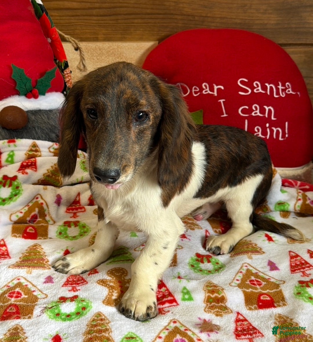 Dachshund dogs for sale: Henry - Ad 2