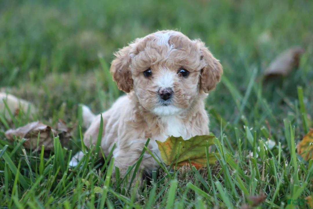 Bichpoo dogs for sale: Addie - Ad 2