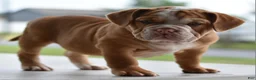 Mixed Breed dogs for sale: Hercules Bulldog hybrid  - Ad 28