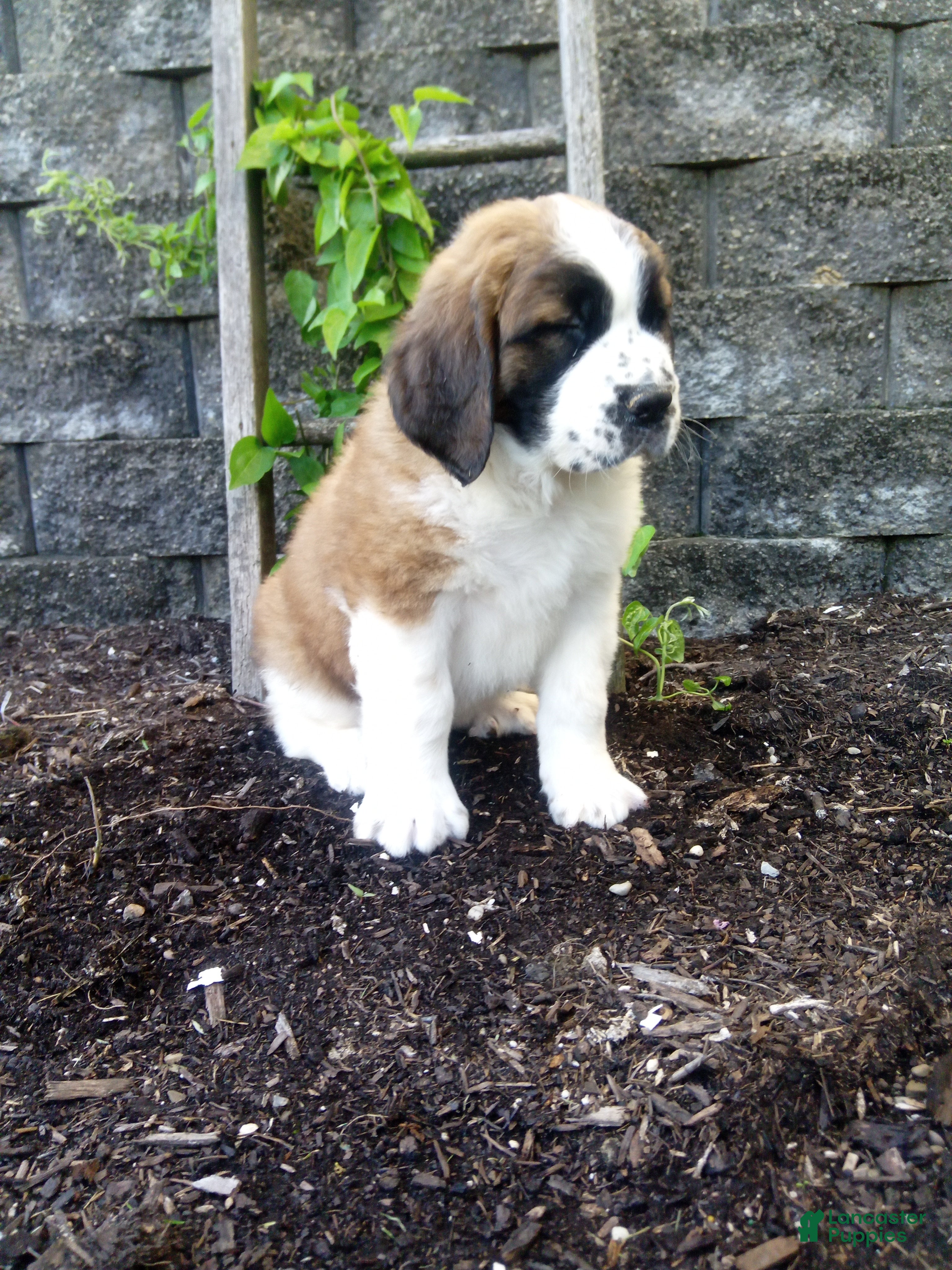 Saint Bernard dogs for sale: Molly  - Ad 3