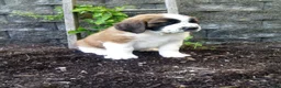 Saint Bernard dogs for sale: Molly  - Ad 1