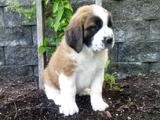 Saint Bernard dogs for sale: Molly - Ad 3