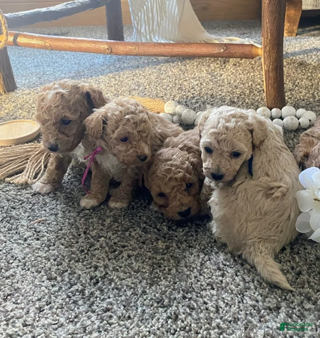Toy Poodle dogs for sale: LITTLE ARCHIE - Ad 37