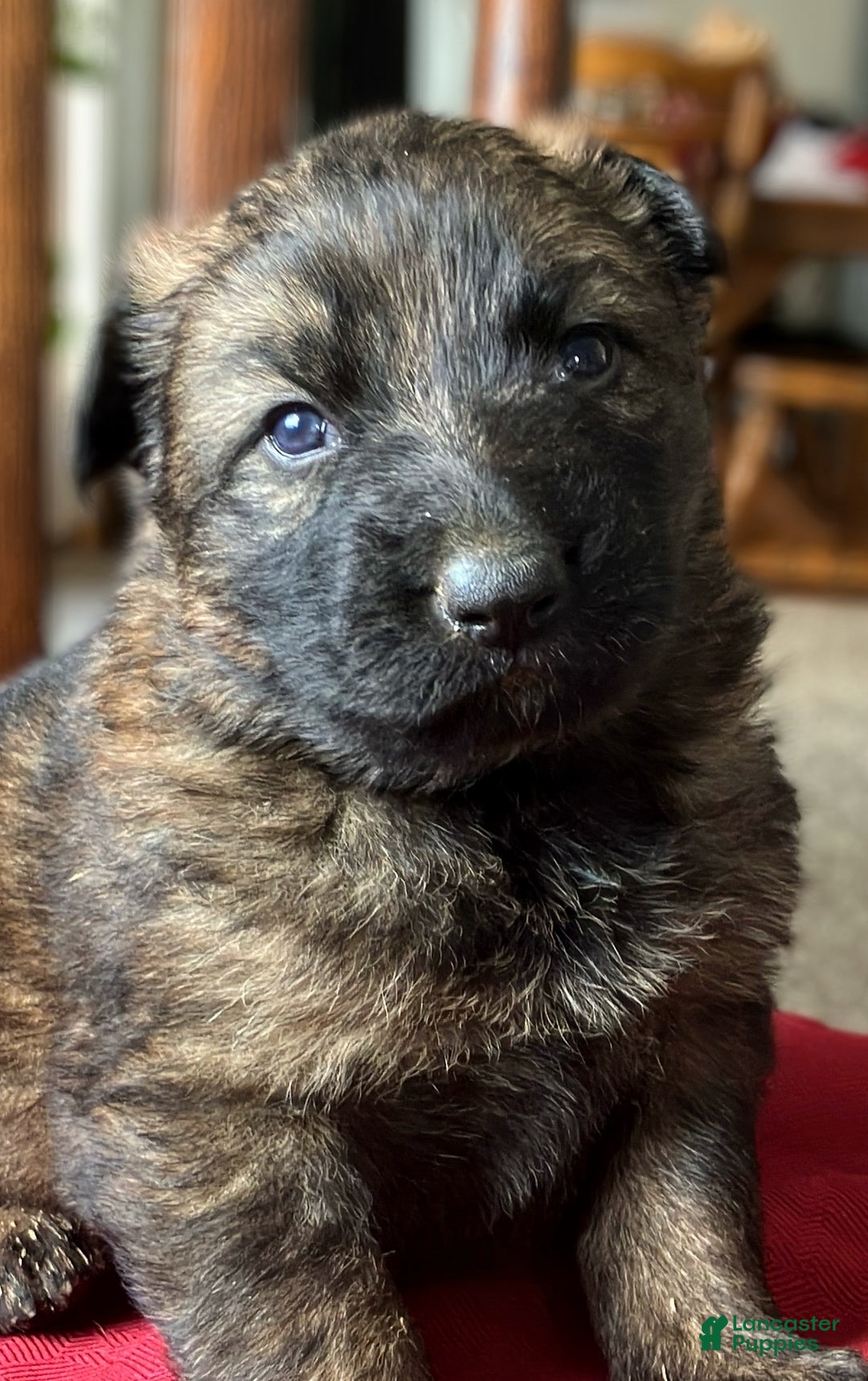 German Shepherd dogs for sale: ♥️KING♥️ - Ad 15