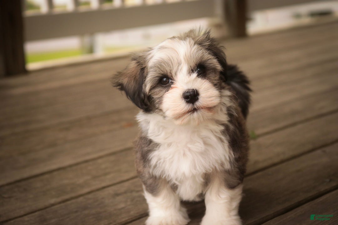 Havanese