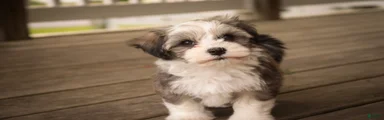 Paige Havanese  