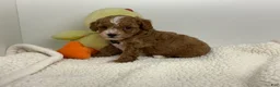 Toy Poodle dogs for sale: Jadon - Ad 3