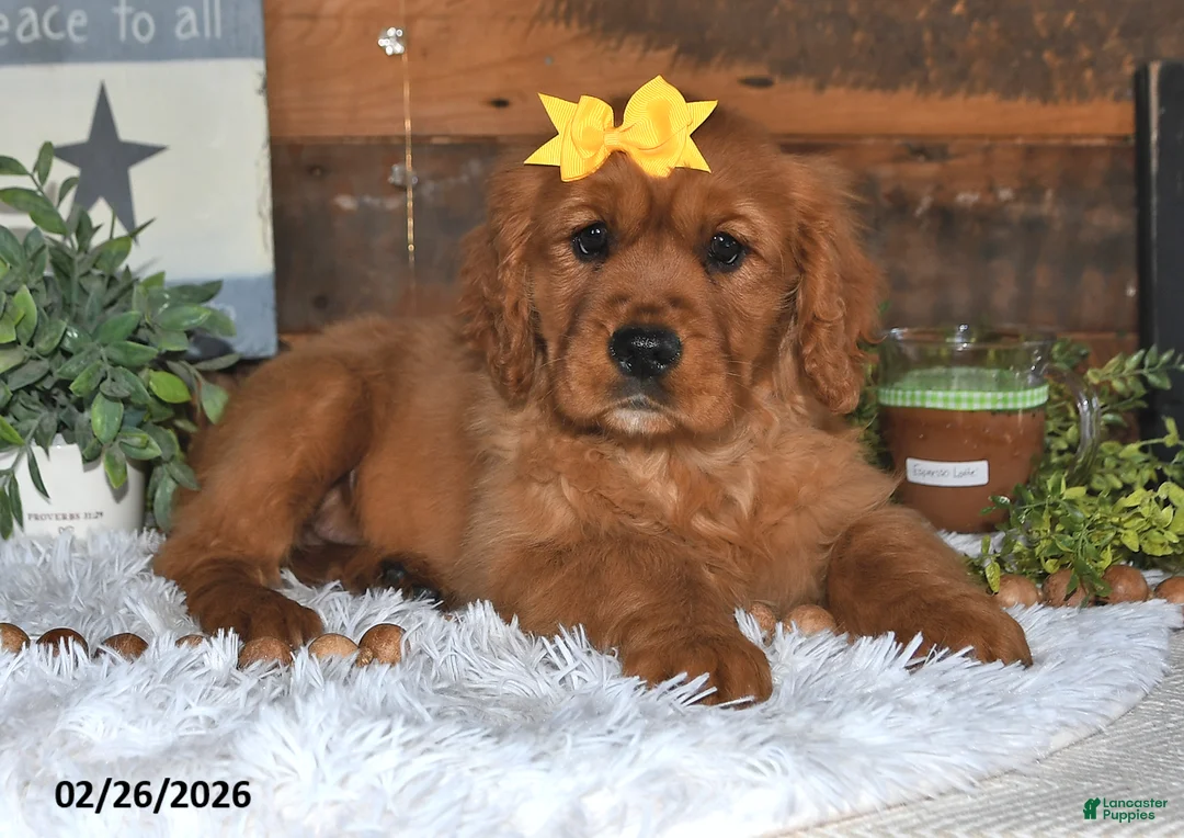 Miniature Golden Retriever dogs for sale: Fern - Ad 2
