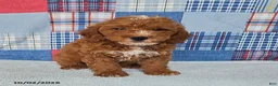 Mini Goldendoodle dogs for sale: Carter - Ad 4