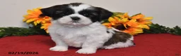 Shih Tzu dogs for sale: Ariel - Ad 3