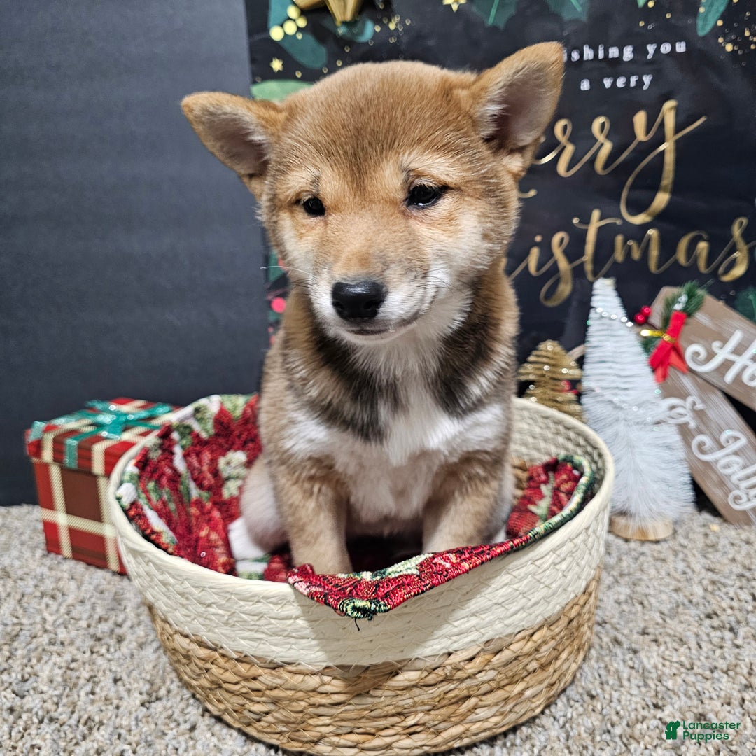 Shiba Inu dogs for sale: Mika - Ad 3