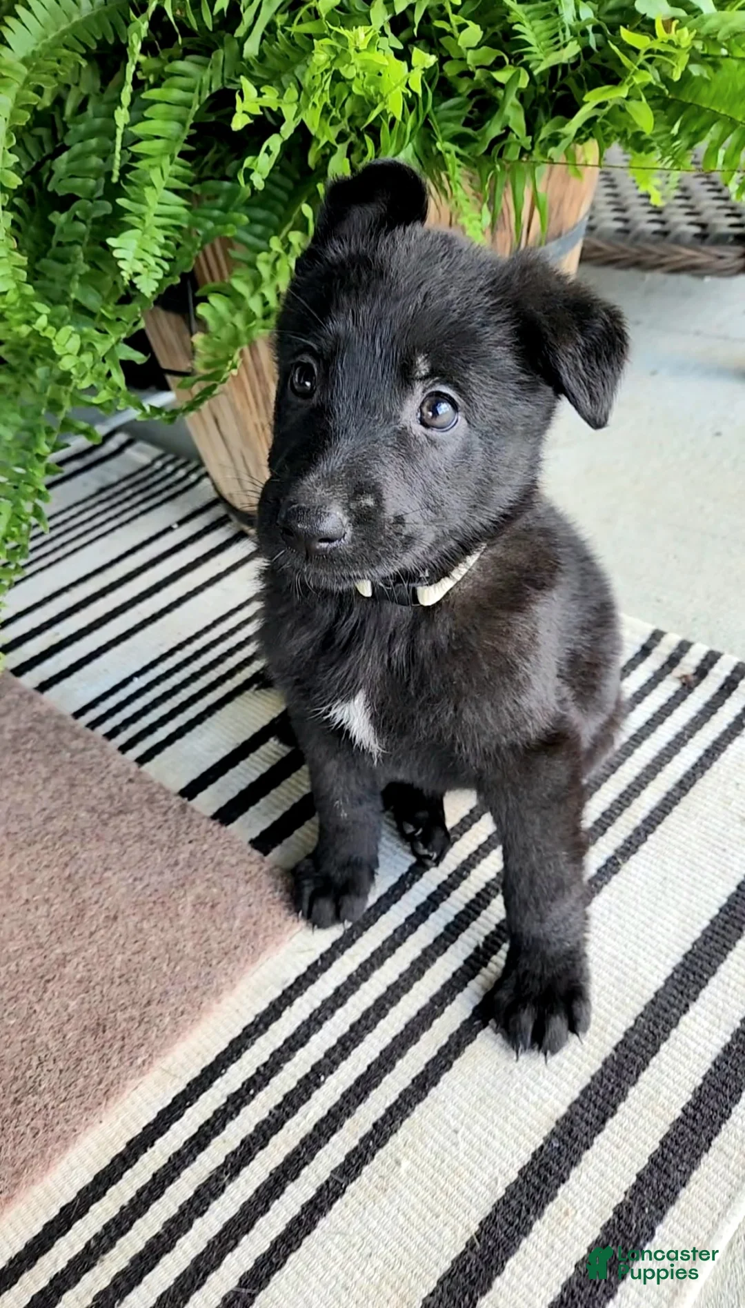 German Shepherd dogs for sale: Zoey - Ad 1