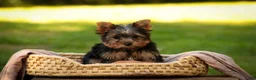 Yorkshire Terrier dogs for sale: Stephan Yorkshire Terrier  - Ad 7