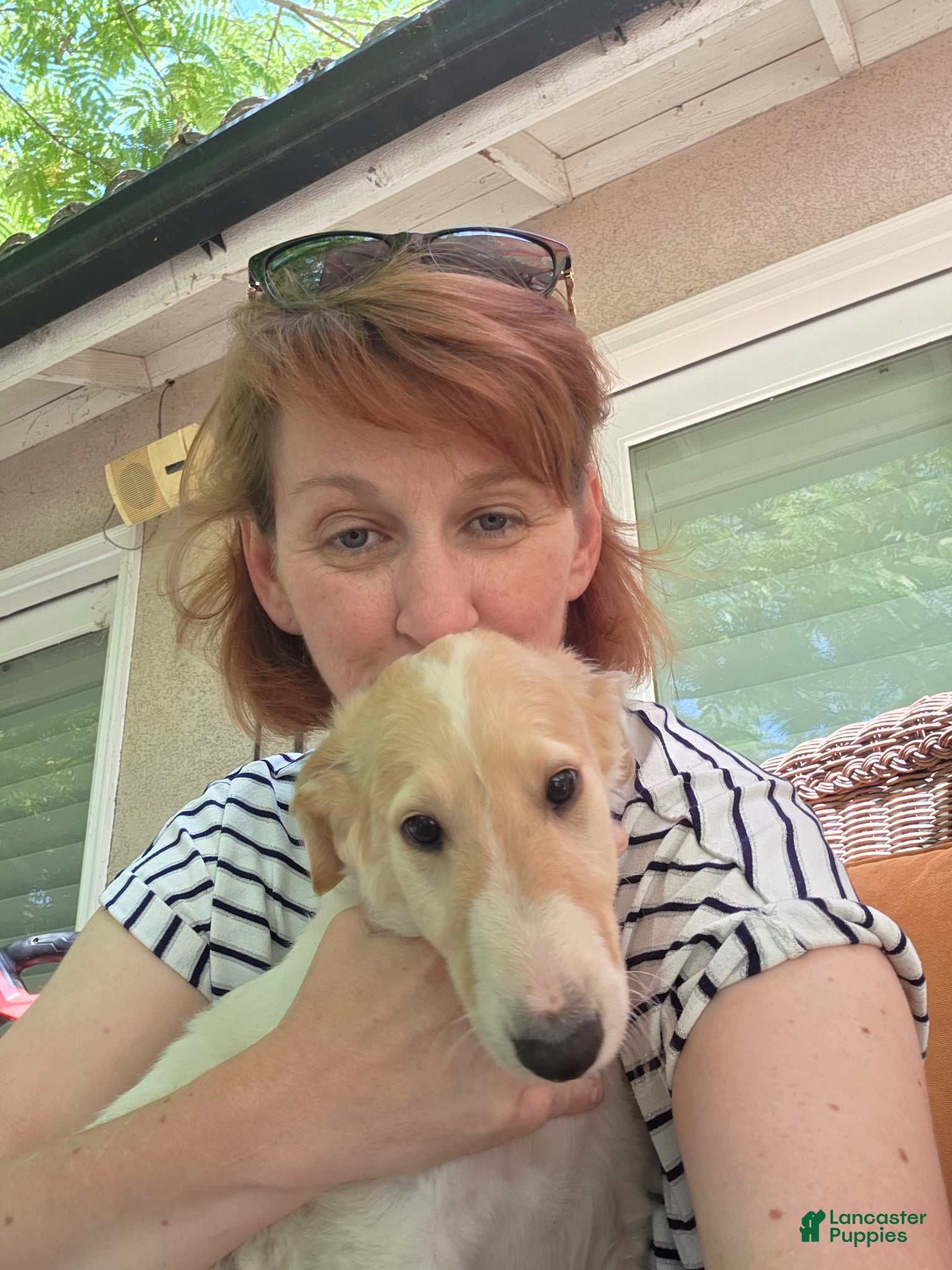 Borzoi dogs Fabien - Ad 2