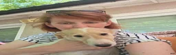 Borzoi dogs for sale: Fabien-APRI-Pedigree - Ad 3