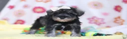 Miniature Schnauzer dogs for sale: Layla - Ad 5