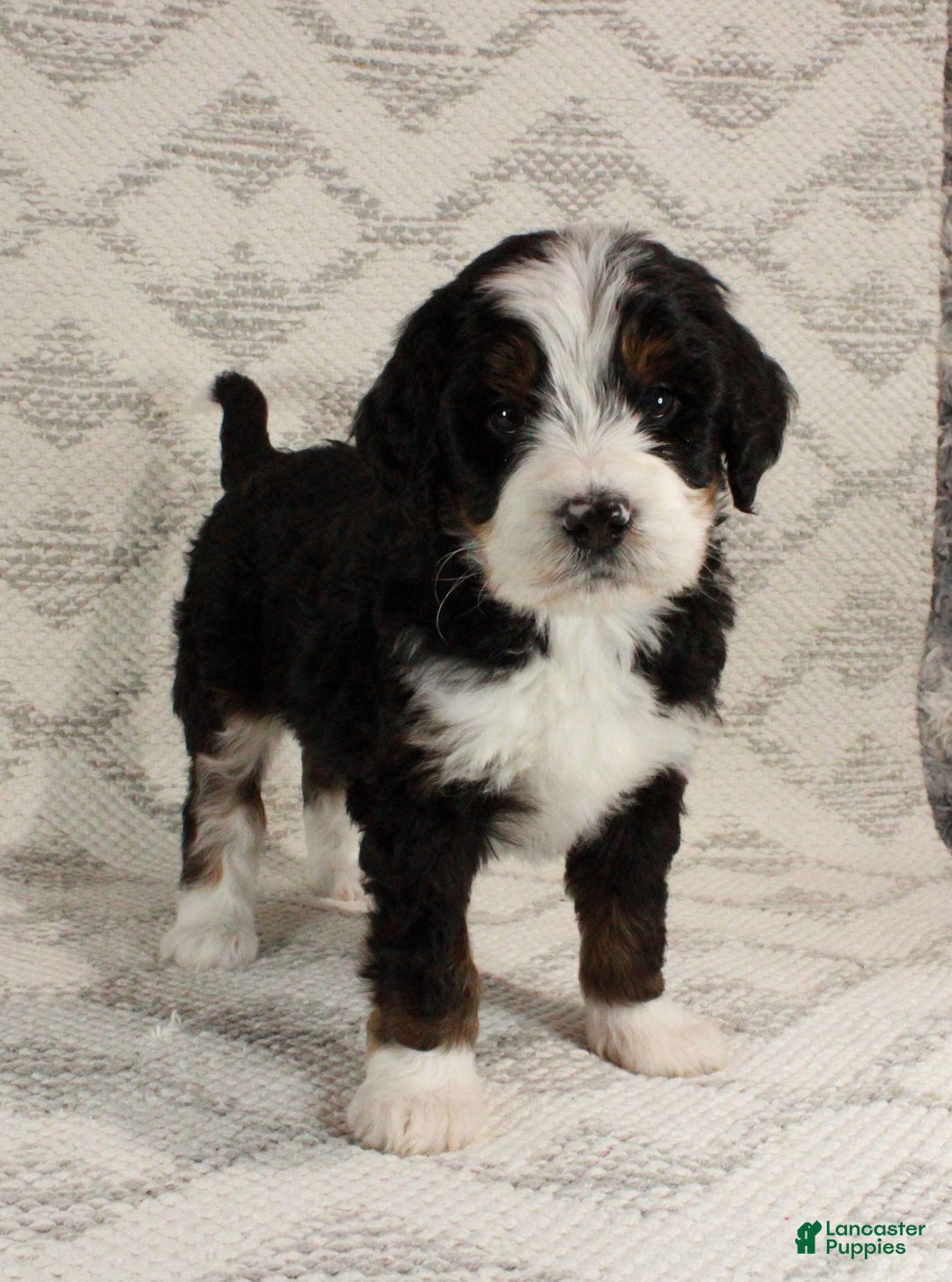 Bernedoodle dogs for sale: Max - Ad 4