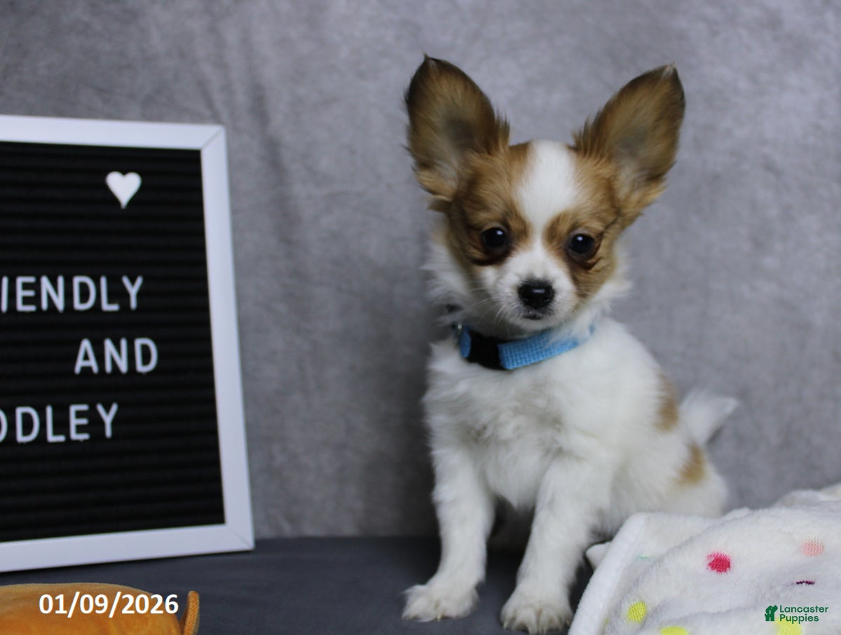 Papillon dogs Nobel - Ad 11