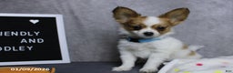 Papillon dogs for sale: Nobel - Ad 1