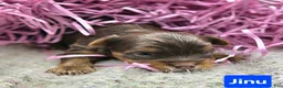 Yorkshire Terrier dogs for sale: Jinu - Ad 5