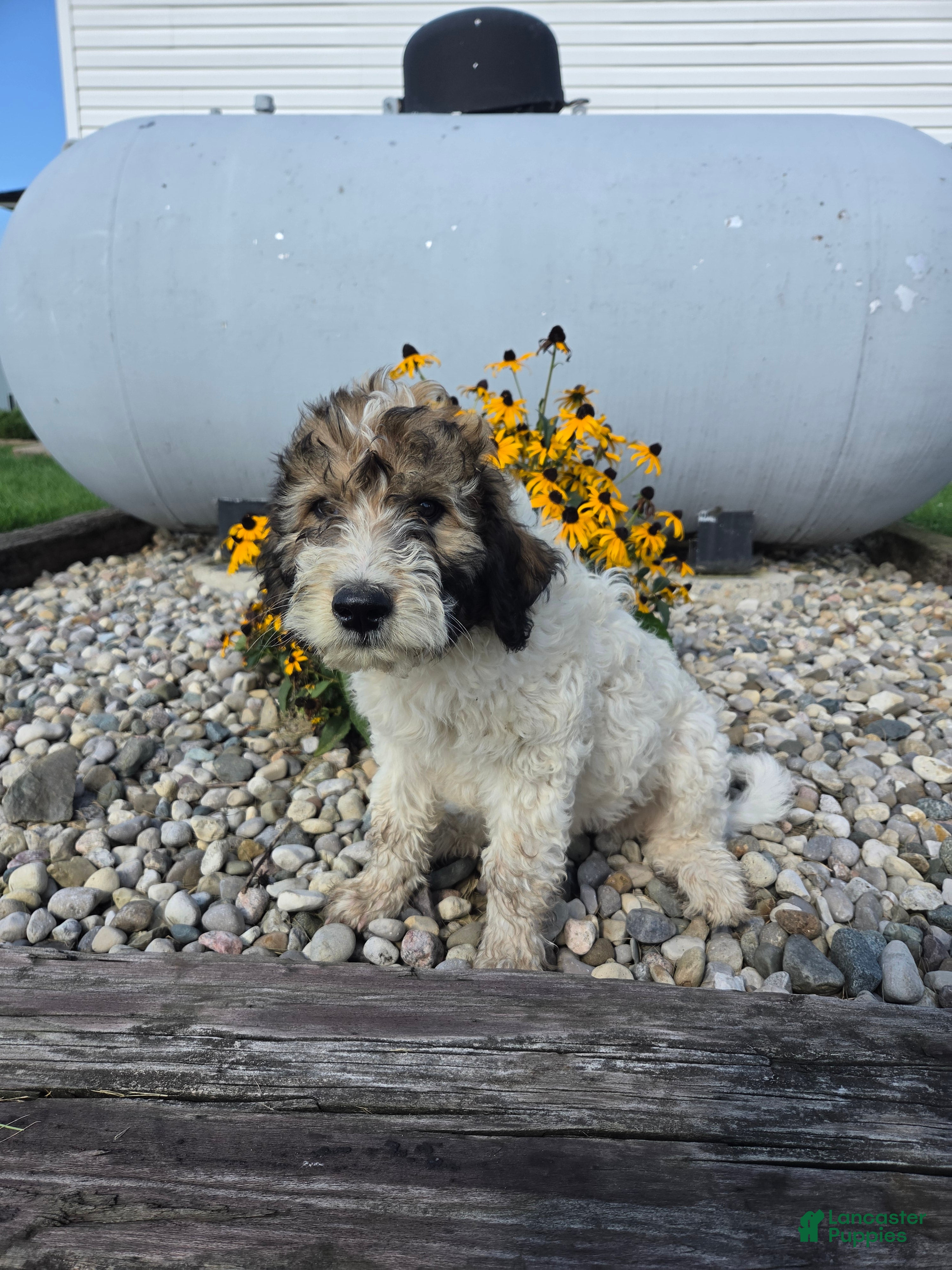 Mixed Breed dogs for sale: Conner - Ad 4