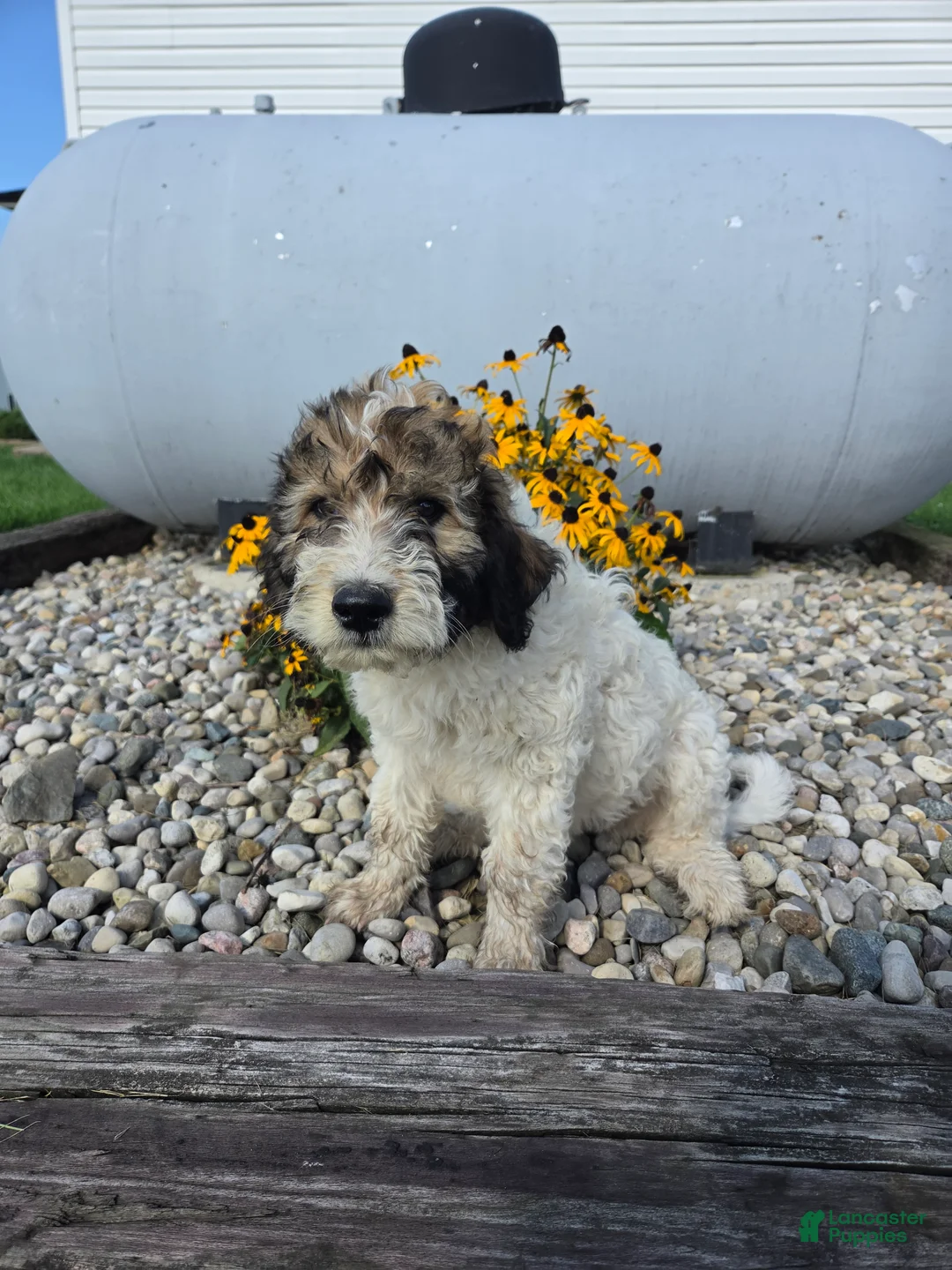Mixed Breed dogs for sale: Conner - Ad 1