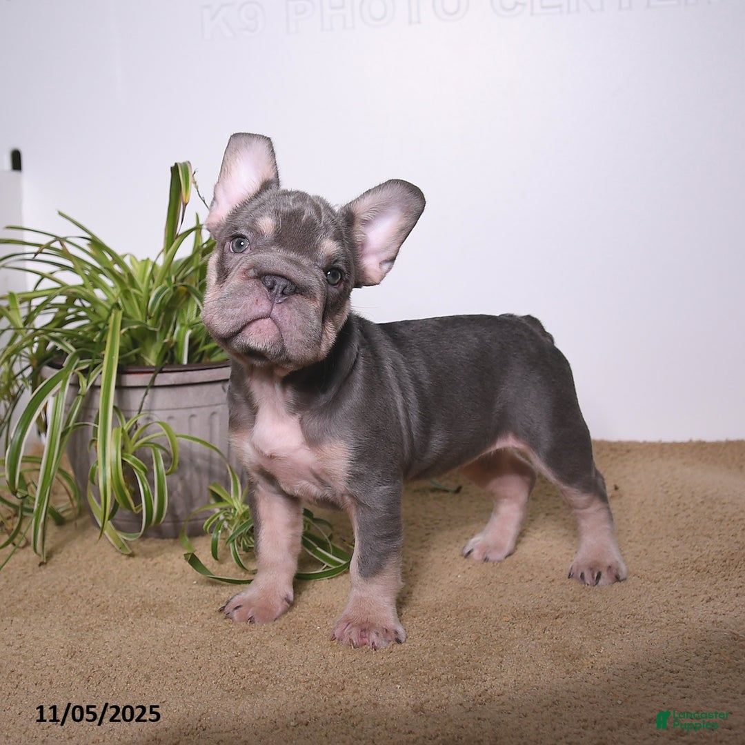 French Bulldog dogs for sale: Paris - Ad 5