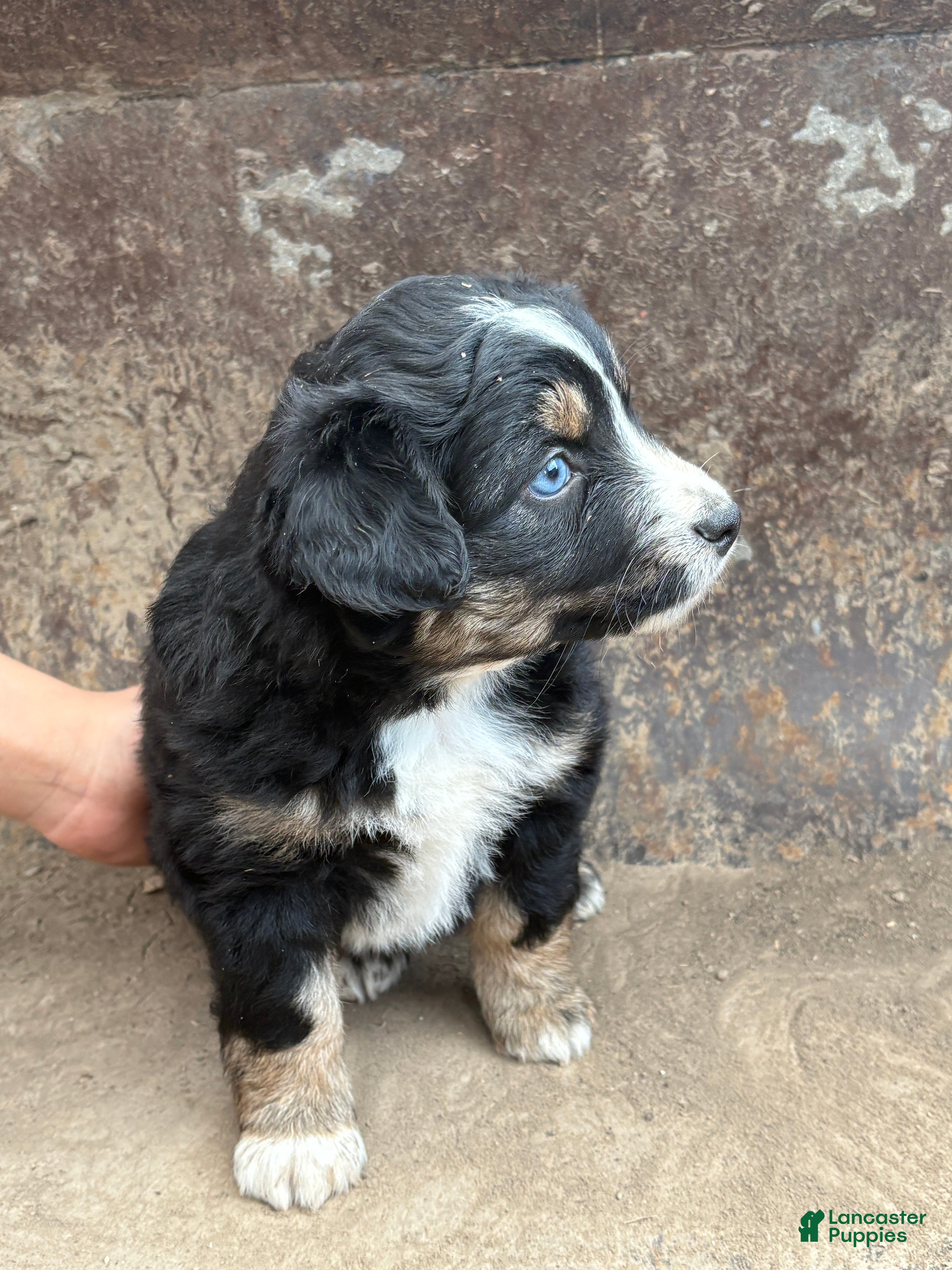 Miniature Australian Shepherd dogs Blue Eyes Black Tri Female - Ad 2