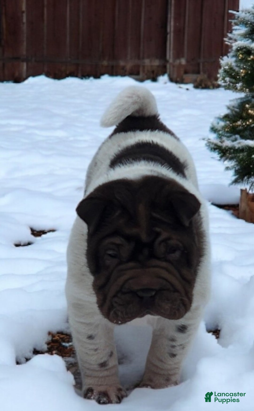 Shar Pei dogs for sale: Chucky chocolate flower mini  - Ad 11