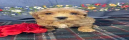 Toy Poodle dogs for sale: Biscuit - Ad 4